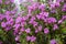 Closeup of Leucophyllum frutescens, Texas sage.