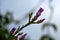 Closeup of Leucophyllum frutescens, Texas sage flower buds.