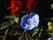 Closeup of a Lewis flax flower in a garden