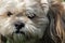 Closeup of Lhasa Apso Puppy`s Face