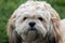 Closeup of Lhasa Apso Puppy`s Face