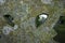 Closeup of lichen and moss on an ancient stone gravestone