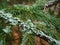 Closeup of lichen on spruce tree