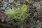 Closeup of lichen Usnea Filipendula and a parasite plant in a tree branch. Photo taken in the morning with the dew drops