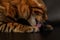 Closeup licking bengal cat