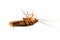 Closeup lie supine cockroach dead isolate on white background