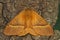 Closeup on the lighbrown Oak Eggar moth, Lasiocampa quercus, sitting with open wings on wood