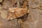Closeup on the light brown Dun-bar owlet moth, Cosmia trapezina, sitting on wood
