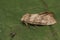 Closeup on the light brown Dun-bar owlet moth, Cosmia trapezina, sitting on wood