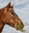 Closeup of a  light brown horse eating grass