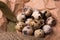 Closeup of light brown quail eggs, twigs of rosemary, dried up bay leaves on a light paper background.