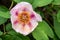 Closeup of light pink and dark pink peony flower blooming in a garden