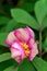 Closeup of light pink and dark pink peony flower blooming in a garden