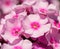 Closeup of light pink Phlox flowers