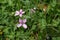 Closeup on the light purple flower of the common stork's-bill or pinweed, Erodium cicutarium