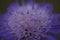 Closeup of light purple Pincushions flower petals - floral wallpaper