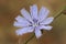 Closeup on the lightblue flower of the Common chicory , Cichorium intybus in Gard, France