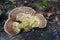 Closeup on a lightbrown colored gilled polypore or birch mazegill mushroom, Lenzites betulinus