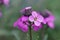 Closeup on the lila flower of the European wallfower, Erysimum cheiri , in the garden