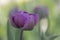 Closeup of lila tulip flower