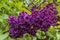Closeup Lilac`Andenken` flower. Syringa vulgaris `Souvenir de Louis Spaeth`