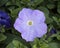 Closeup of a lilac color waterfall madness petunia