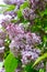 closeup of lilac hedge in garden in Sweden