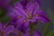 A closeup lilac iris flower in blossom