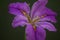 A closeup lilac iris flower in blossom