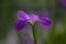 A closeup lilac iris flower in blossom