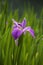 A closeup lilac iris flower in the garden