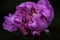 A closeup lilac peony flower in the garden