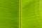 Closeup line texture banana leaves background. Banana leaf a variety of uses. I