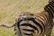 Closeup of lion attack on a Burchell`s Zebra