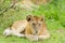 Closeup of a Lion cub in the rain