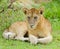 Closeup of a Lion cub in the rain