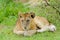 Closeup of a Lion cub in the rain