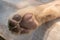 Closeup lion feet or tiger paw