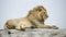 Closeup of a lion lying on top of a grey rock