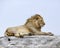 Closeup of a lion lying on top of a grey rock