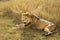 Closeup of a lion resting in the grass during safari in Serengeti National Park, Tanzania. Wild nature of Africa