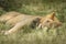 Closeup of a lion resting in the grass during safari in Tarangire National Park, Tanzania