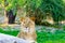 Closeup of a lion surrounded by greenery in a zoo under the sunlight with a blurry background