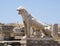 Closeup of a Lion, Terrace of the Lions in Delos