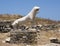 Closeup of a Lion, Terrace of the Lions in Delos