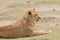 Closeup of a Lioness