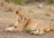 Closeup of a Lioness