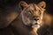 A Closeup of a Lioness Approaching