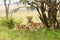 Closeup of a  Lioness with cubs