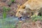 Closeup Lioness Drinking